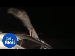 This is the moment a camel screams in pain after becoming trapped inside a car after colliding with it head on. Bizarre Moment Camel Trapped In A Car Tries To Break Free Youtube