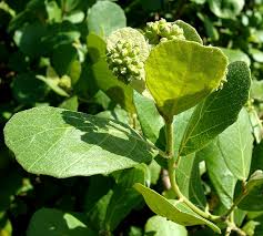 Image result for Crossopteryx