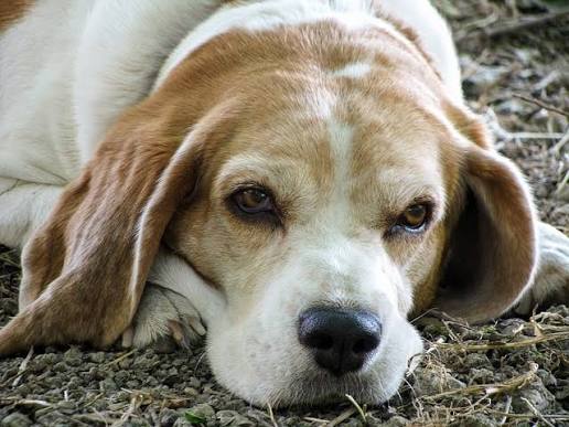 11 Signs Your Dog is Nearing the End. See more... 👇