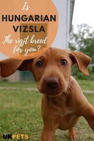 The Hungarian Vizsla Is The Perfect Family Pet That Is Ideal For First Time Dog Owners Hungarianvizsla Hungarianvizslap Vizsla Vizsla Dogs Pets Dogs Breeds