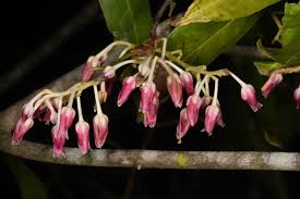 Image result for Rinorea brachypetala