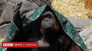 Seekor Orang Utan Mendapat Hak Hak Hukum Seperti Manusia Jalani Hidup Di As Bbc News Indonesia