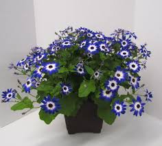 Image result for Cineraria deltoidea
