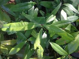 Image result for Garcinia volkensii
