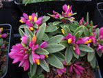 Image result for Polygala transvaalensis