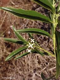 Image result for Pavetta gracillima