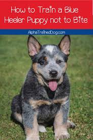 The texas heeler not only herds and heels, but they handle a charging cow without a problem. How To Train A Blue Heeler Puppy Not To Bite Proven Strategies To Try Alpha Trained Dog