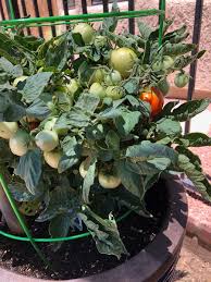 Oct 22, 2020 · they have deformed roots: Growing Vegetables In The Desert Finegardening
