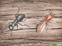 How do i get rid of carpenter ants? The Easiest Way To Get Rid Of Carpenter Ants Wikihow