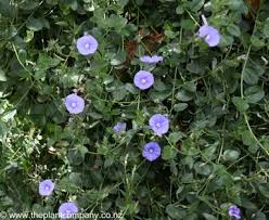 Image result for Convolvulus goyderi