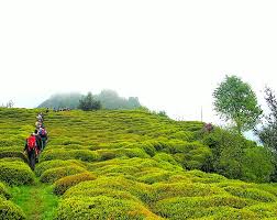 Çay göçü ile birlikte vaka artışı. Cay Bahcesi A Photo From Rize Black Sea Trekearth