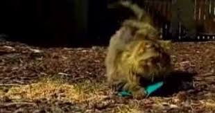 Bird Safe Cat Collar Australia Bib The Cat Save The Birds Catbibs Are Safe And Comfortable For Cats To Wear They Fold Over The Cats Safety Col Cat Safety Cat Info Safety Collar