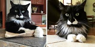 We did not find results for: A Tribute To Tuxies And Their Tuxitude The Purrington Post