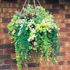 Maybe you would like to learn more about one of these? Mixed Evergreen Foliage Pre Planted Basket J Parker Dutch Bulbs In 2021 Evergreen Plants Plants For Hanging Baskets Winter Hanging Baskets