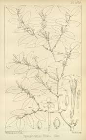 Image result for Synaptolepis