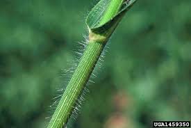 Image result for Panicum miliaceum