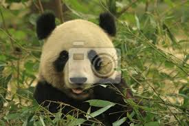 We did not find results for: Panda Leinwandbilder Bilder Peking Panda Bambus Myloview De