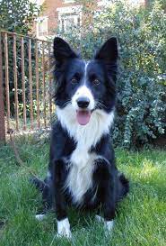 Tagan Border Collie Rescue Of Northern California