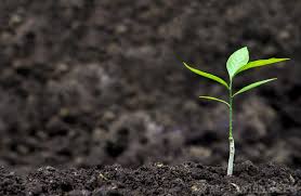 Buy fruit trees and berry bushes online with delivery right to your door. What Are Some Easy Fruit Trees To Grow With Pictures