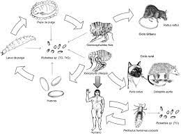 Check spelling or type a new query. Ciclo De Vida Para El Grupo Tifus Tg 1 Las Pulgas De Los Generos Download Scientific Diagram