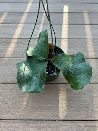 Image result for Platycerium elephantotis