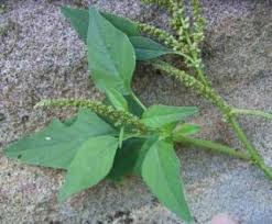 Image result for Amaranthus viridis