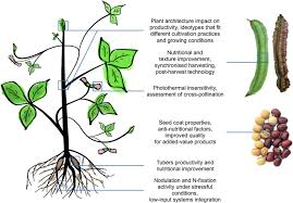 Image result for Psophocarpus lancifolius