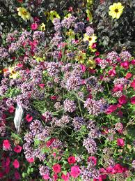 Often overlooked for window boxes are foolproof flowering bulbs. Look For The Meteor Shower Verbena Rotary Botanical Gardens