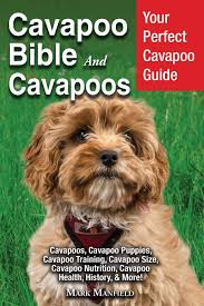 Cavapoo Bible And Cavapoos Your Perfect Cavapoo Guide