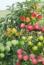 Its kinda like a heart transplant. Release Your Inner Frankenstein Graft A Fruit Tree Wallyhood