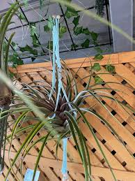 Image result for Buchnera capitata