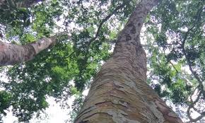 Image result for Pericopsis