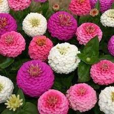 Pin On Color Flowers