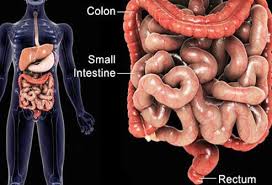 Right lobe of liver,transverse colon, coils of jejunum. Illustration Picture Of The Pelvic Organs Intestines