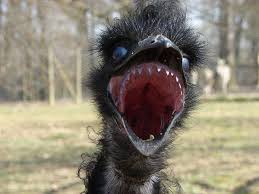 Scary Emu Australian Wildlife Animals Emu