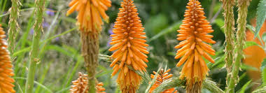 Les fleurs sauvages sont roses et mauves. Kniphofia Tison De Satan Planter Cultiver Entretenir Nos Conseils