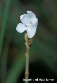 Image result for Didymoplexis