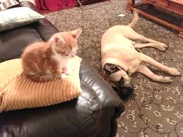 One friend has a dog and cat who are best friends and spend hours in rough and tumble play. Dogs And Cats Living Together Dog Care Dogs Trust Dogs Trust