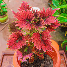 Image result for Congolanthus