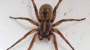 Although the arachnid can be exceedingly large in size (measuring up to 2 inches long in some instances) and cause fear in many people, a wolf spider's bite is not as harmful as its appearance would lead you to believe. Let S Talk About Michigan Spiders Some To Fear And One To Keep As A House Guest