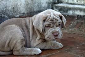 Check spelling or type a new query. Neapolitan Mastiff Colors Novocom Top