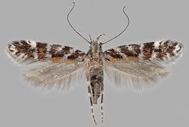 Image result for Ericinella