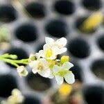 Image result for Crambe hispanica