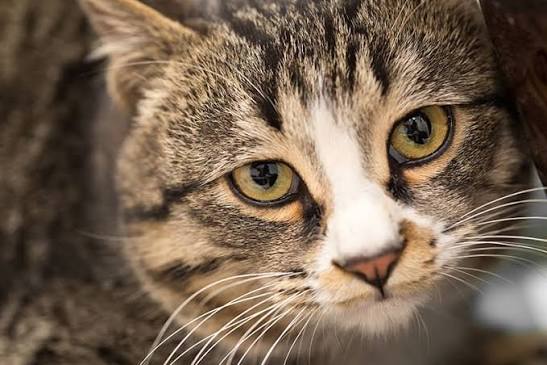 Eye Infections in Cats - Antibiotics & Other Treatments | Memphis Emergency  Vet