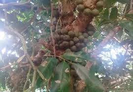 Image result for Erythroxylum platycladum