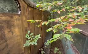 Image result for Troubador Red 1951 Dodge