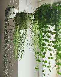 That's why we rounded up some of the best indoor hanging . From Https Luckythink Com Hanging Plants Discovered By M