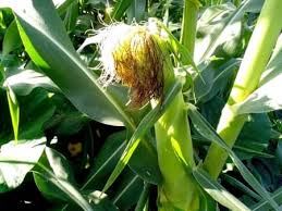How Many Ears Of Corn Grow Per Stalk