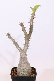 Image result for Trochomeria polymorpha