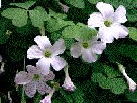 Image result for Oxalidaceae